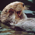 otter.jpg